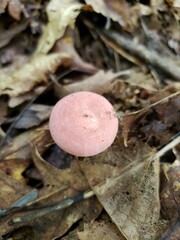 Russula subtilis