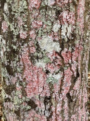 Herpothallon rubrocinctum