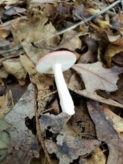 Russula subtilis