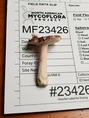 Russula subtilis
