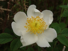 Rosa arvensis