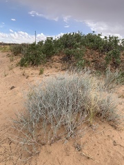 Eriogonum leptocladon ramosissimum