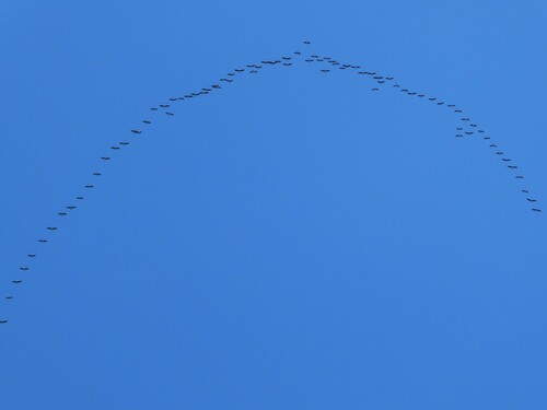 Canada Goose photographed in Vermont