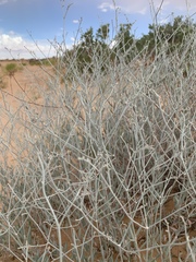 Eriogonum leptocladon ramosissimum