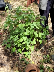 Montanoa tomentosa