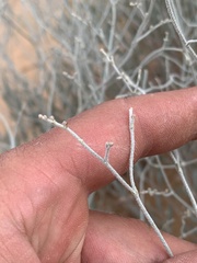 Eriogonum leptocladon ramosissimum