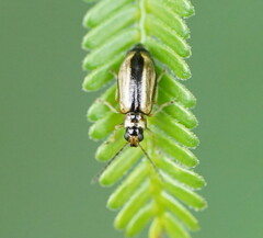 Monolepta subsuturalis