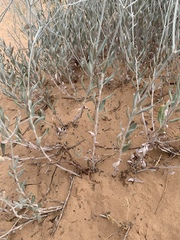 Eriogonum leptocladon ramosissimum