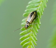 Monolepta subsuturalis