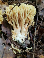 Ramaria calvodistalis