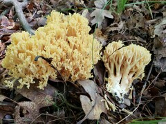 Ramaria calvodistalis