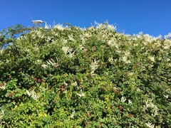 Fallopia baldschuanica