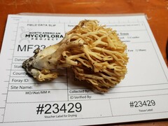 Ramaria calvodistalis