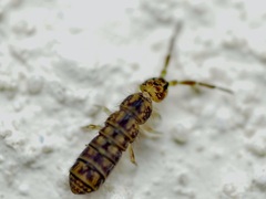 Isotominae