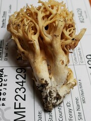 Ramaria calvodistalis