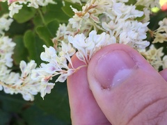 Fallopia baldschuanica