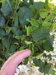 Fallopia baldschuanica