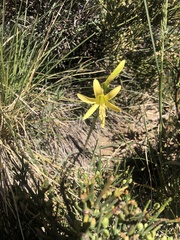 Zephyranthes montana