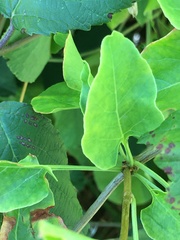 Fallopia baldschuanica