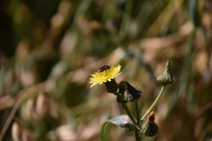 Asemosyrphus mexicanus
