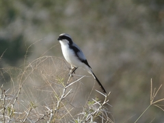 Lanius excubitoroides