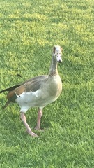 Alopochen aegyptiaca