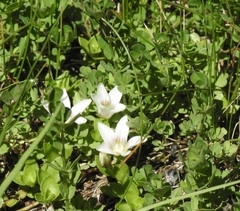 Lysimachia buxifolia