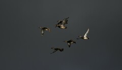 Mareca strepera strepera