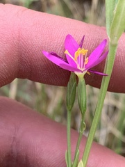 Zeltnera calycosa