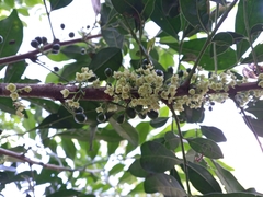 Trichilia havanensis