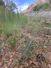 Thelesperma megapotamicum