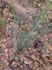 Thelesperma megapotamicum