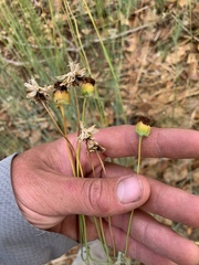 Thelesperma megapotamicum