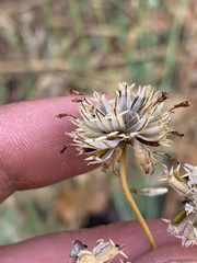 Thelesperma megapotamicum