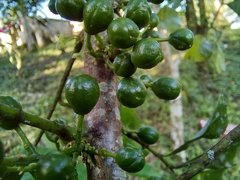 Trichilia havanensis