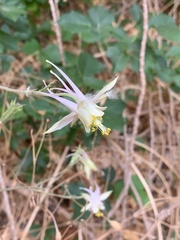 Aquilegia micrantha