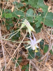 Aquilegia micrantha