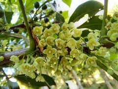 Trichilia havanensis