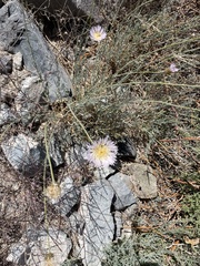 Plectocephalus chilensis