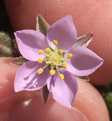 Spergularia rupicola