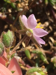 Spergularia rupicola