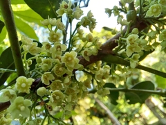 Trichilia havanensis