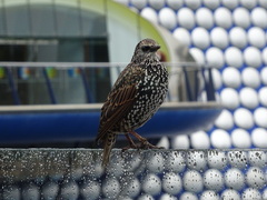 Sturnus vulgaris