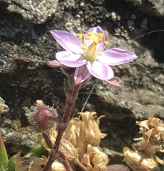 Spergularia rupicola