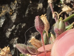 Spergularia rupicola