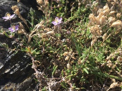 Spergularia rupicola