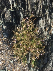 Spergularia rupicola