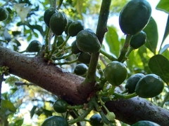 Trichilia havanensis