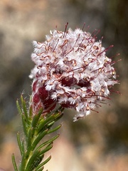 Sorocephalus lanatus