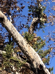 Phoradendron macrophyllum